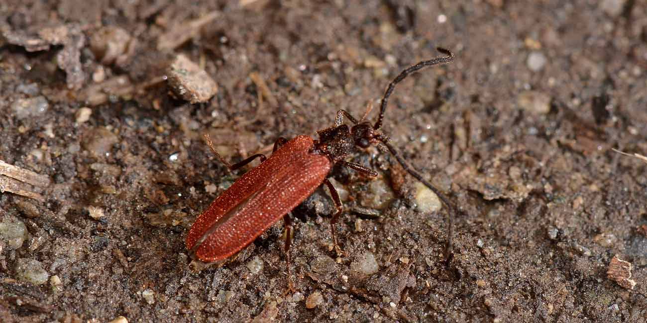 Omalisus taurinensis  (Omalisidae)